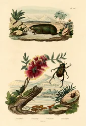 Talpa dorata